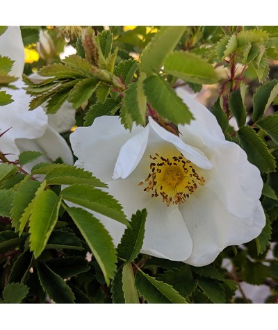 Rosa spinosissima (AKA. pimpinellifolia) (3lt)