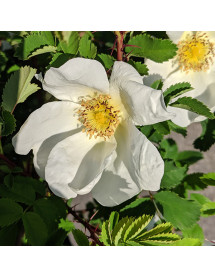 Rosa spinosissima (AKA. pimpinellifolia) (6lt)
