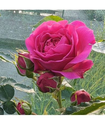 Rosa Starlight Express (6lt)