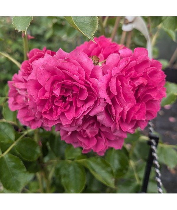 Rosa Starlight Express (6lt)