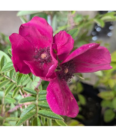 Rosa Strandperle Norderney (6lt)