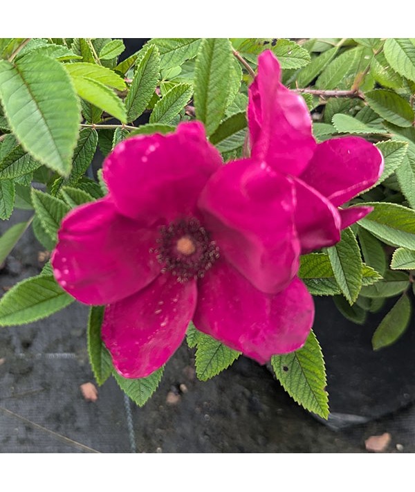 Rosa Strandperle Norderney (6lt)