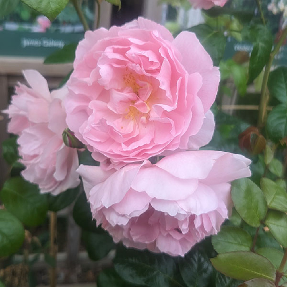 Rosa Strawberry Hill (6lt)