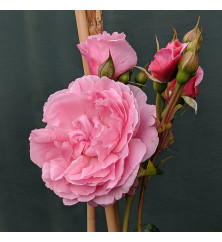 Rosa Carefree Days (6lt) Rosa Carefree Days (6lt)