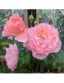 Rosa Strawberry Hill (David Austin) (6lt)