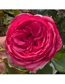 Rosa Strawberry Sorbet (3lt)