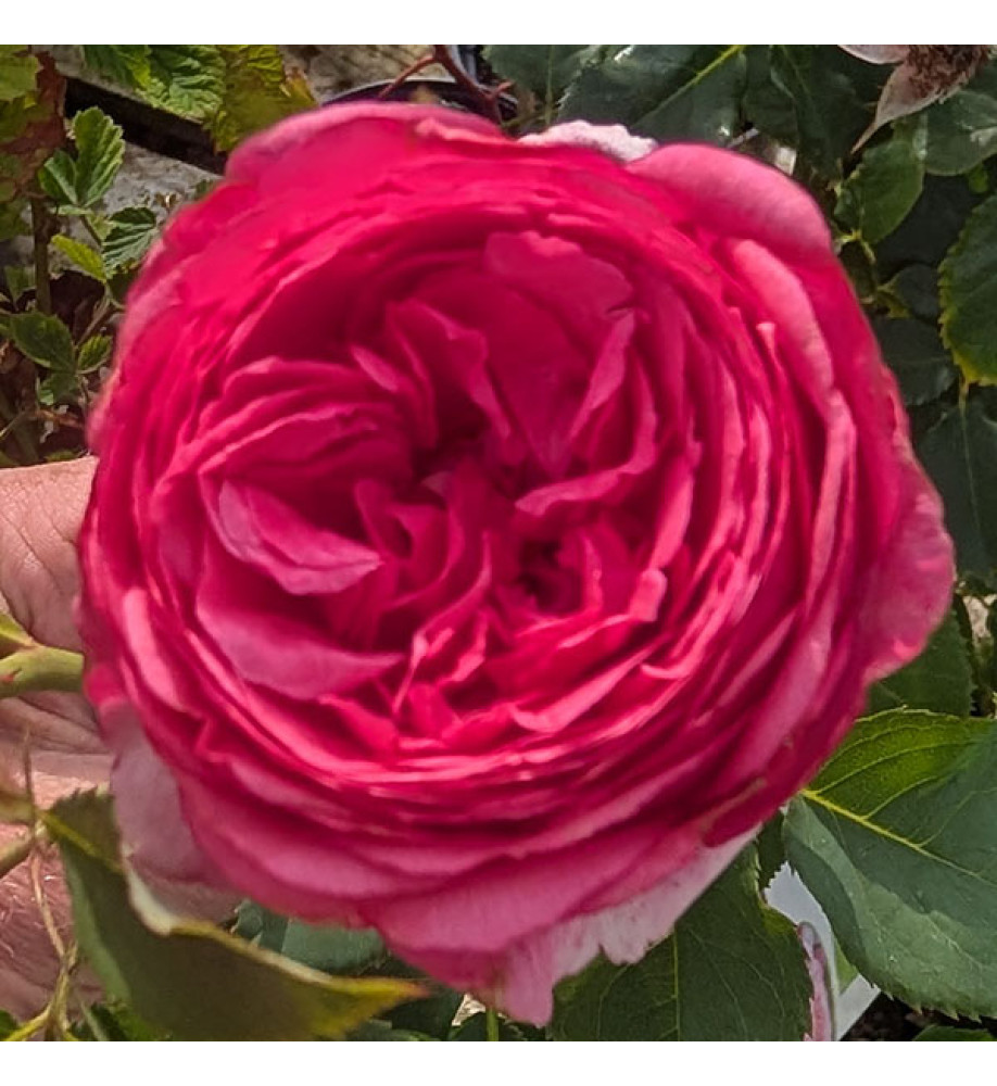 Rosa Strawberry Sorbet (3lt)