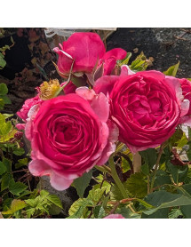 Rosa Strawberry Sorbet (3lt)