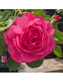 Rosa Strawberry Sorbet (3lt)