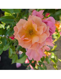 Rosa Summer Beauty (6lt)