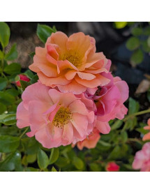 Rosa Summer Beauty (6lt)