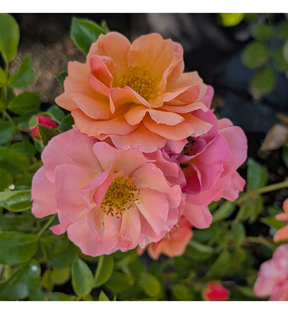 Rosa Summer Beauty (6lt)