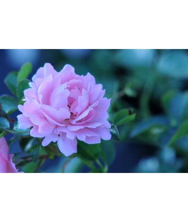 Rosa Surrey (6lt) Rosa Surrey (6lt)