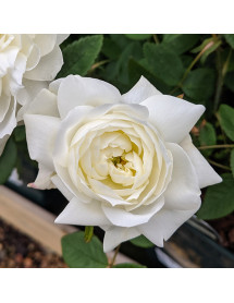 Rosa Susan William-Ellis (6lt)