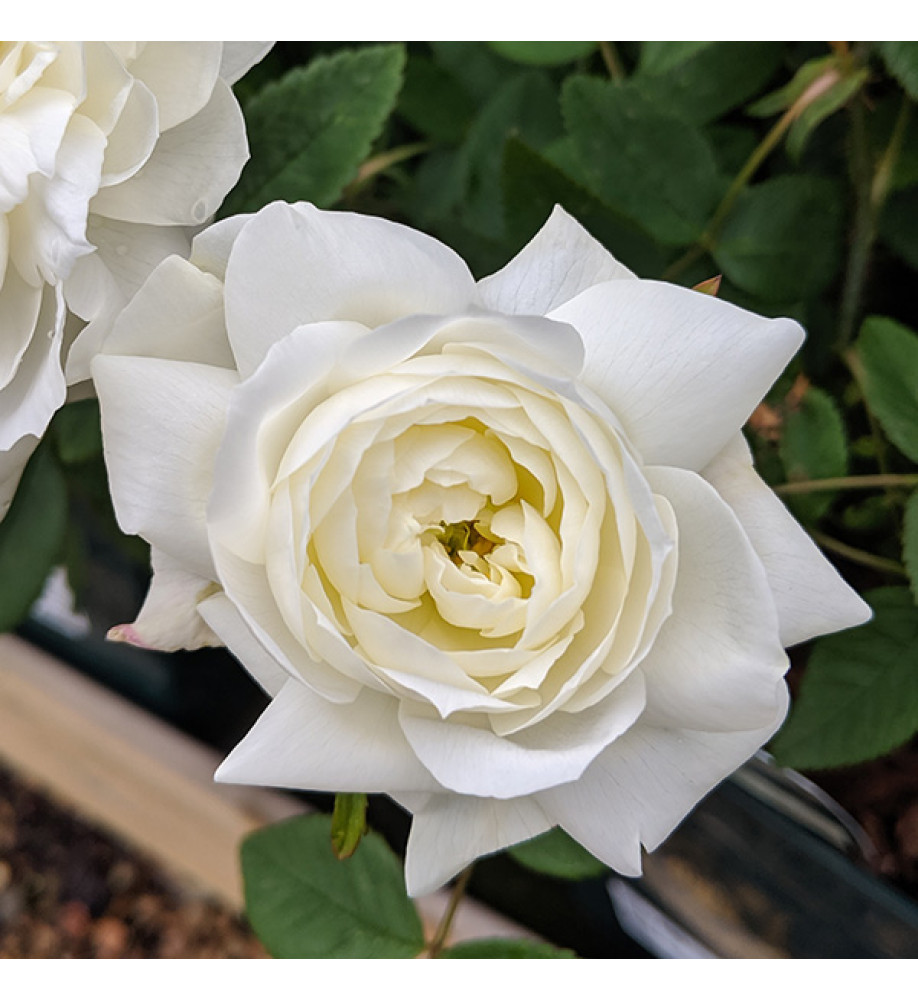 Rosa Susan William-Ellis (6lt)