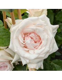 Rosa Swan Lake (6lt)
