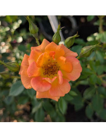 Rosa Sweet Magic (6lt)