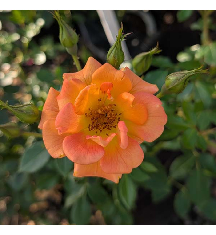 Rosa Sweet Magic (6lt)