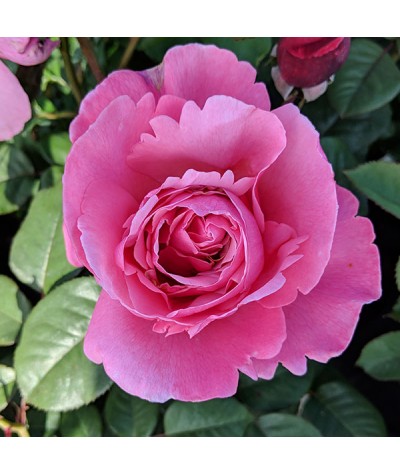 Rosa Sweet Parfum de Provence (6lt)
