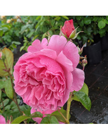 Rosa Sweet Parfum de Provence (6lt)