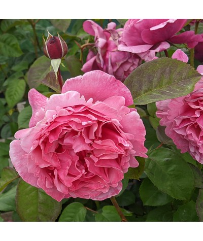 Rosa Sweet Parfum de Provence (6lt)