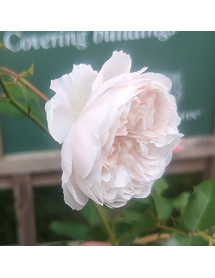 Rosa The Albrighton Rambler (6lt)
