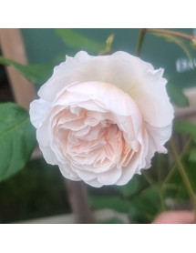 Rosa The Albrighton Rambler (6lt)