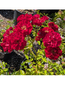 Rosa The Fairy (red) (5lt)