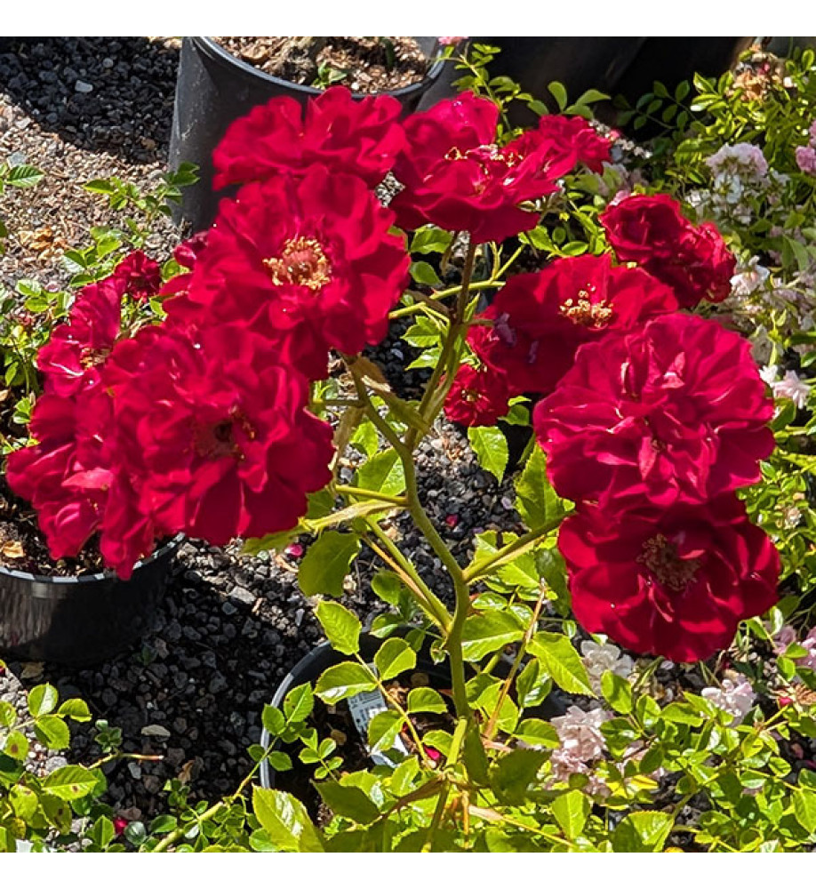 Rosa The Fairy (red) (5lt)