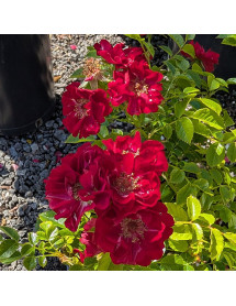 Rosa The Fairy (red) (5lt)