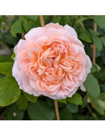 Rosa The Lady Gardener (David Austin)(6lt)