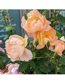 Rosa The Lark Ascending (Ausursula)(6lt)