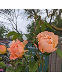 Rosa The Lark Ascending (Ausursula)(6lt)