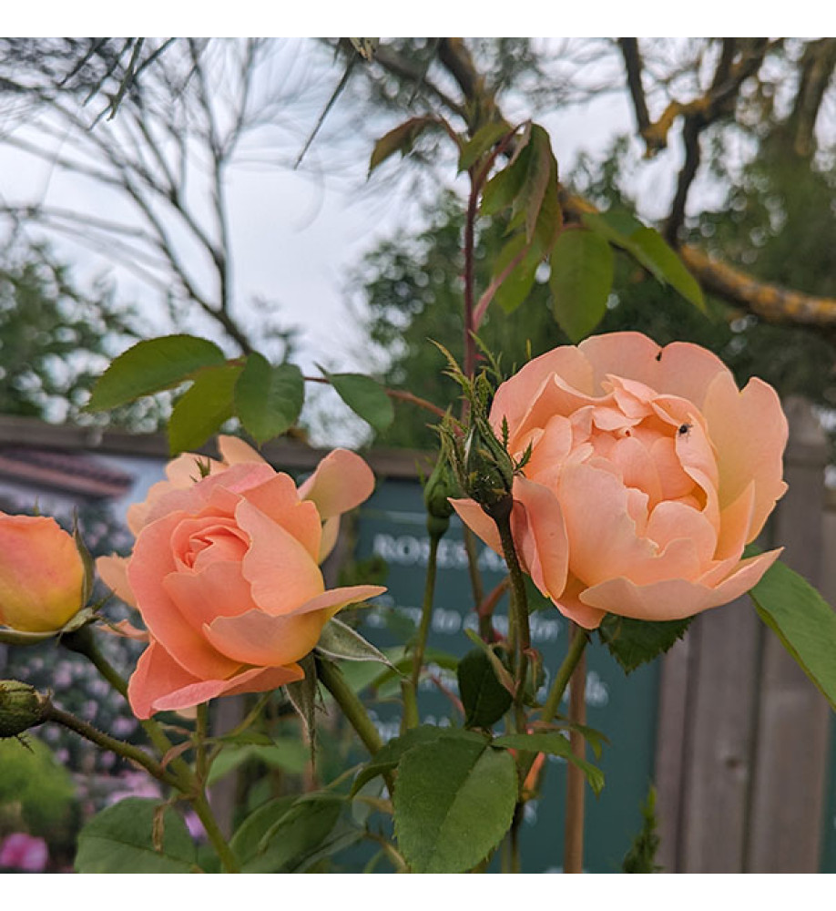 Rosa The Lark Ascending (Ausursula)(6lt)