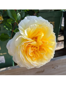 Rosa The Poets Wife (6lt)