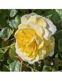 Rosa The Poets Wife (6lt)
