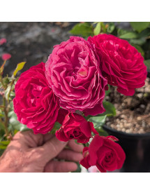 Rosa Theo Clevers (6lt)