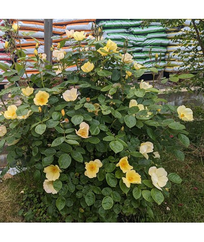 Rosa Tottering-By-Gently (6lt)