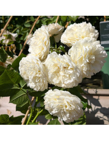 Rosa Tranquility (6lt)