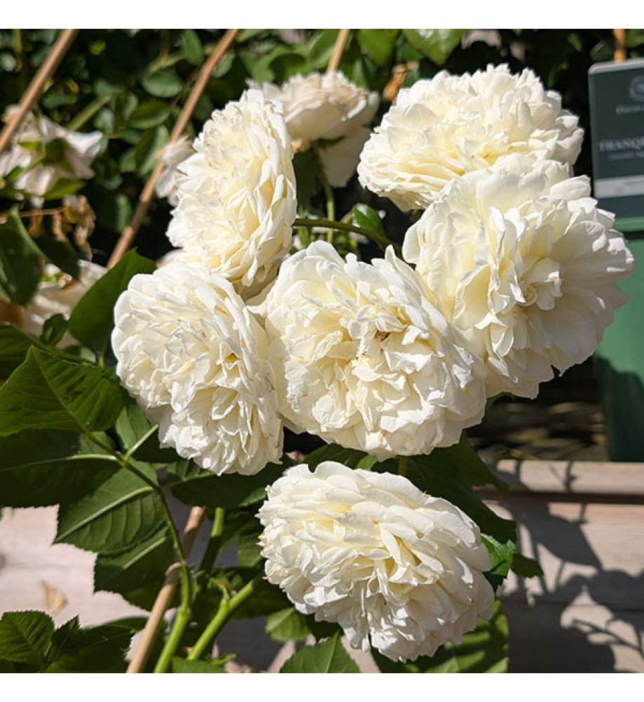 Rosa Tranquility (6lt)