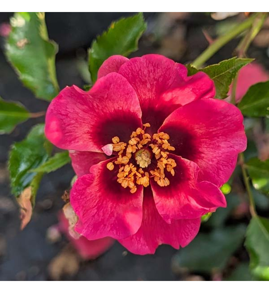 Rosa Trendy Babylon Eyes (7lt)