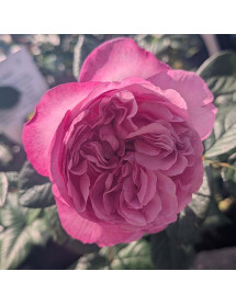 Rosa Unique Aroma (6lt)