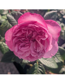 Rosa Unique Aroma (6lt) Rosa Unique Aroma (6lt)