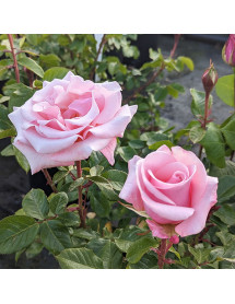 Rosa Valentine Heart (6lt)