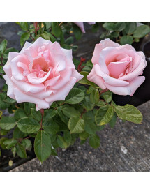 Rosa Valentine Heart (6lt)
