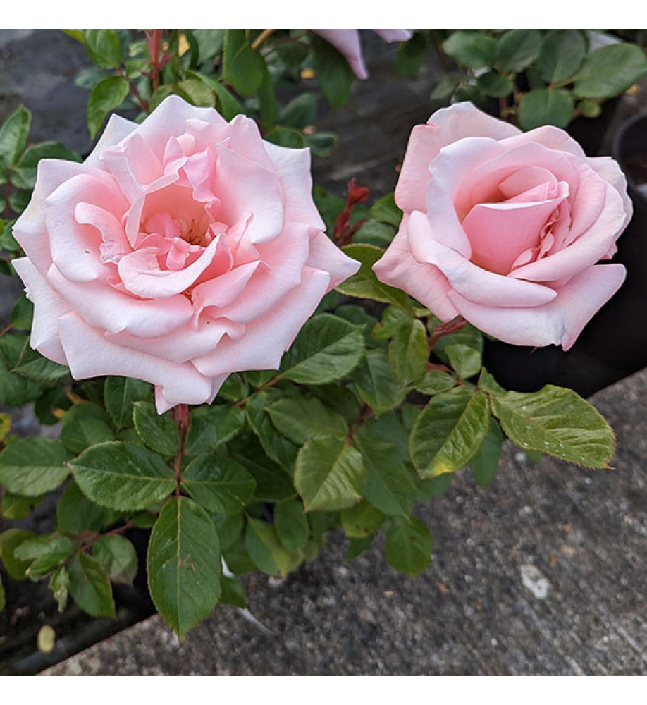 Rosa Valentine Heart (6lt)