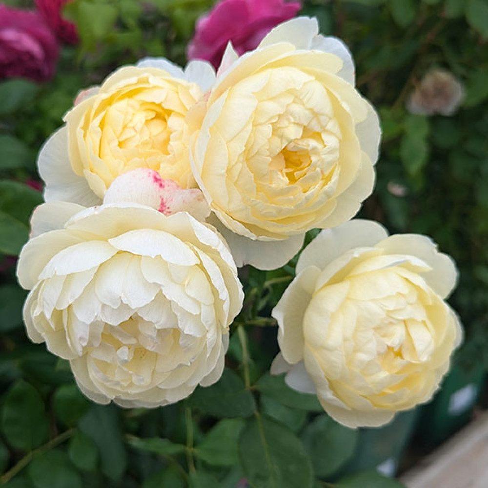 Rosa Vanessa Bell (Auseasel) (6lt)