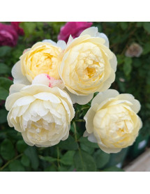 Rosa Vanessa Bell (Auseasel) (6lt)