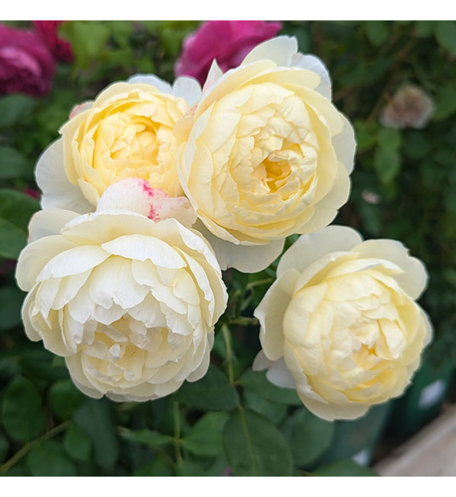 Rosa Vanessa Bell (Auseasel) (6lt)