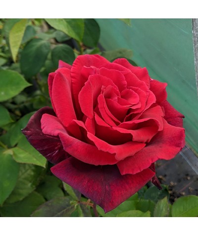 Rosa Velvet Fragrance (6lt)